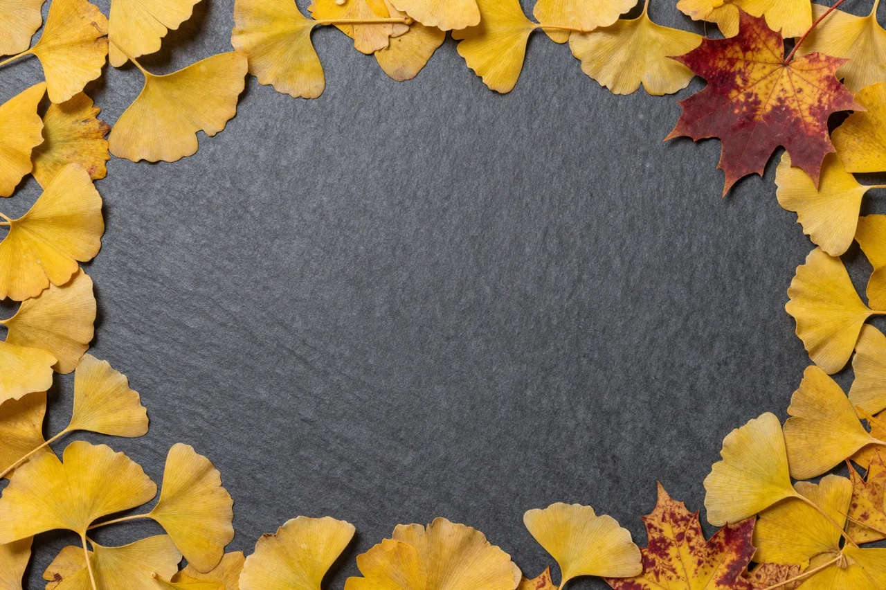 Top-down view of ginkgo and maple leaves arranged around the empty center of a dark slate surface