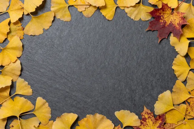 Top-down view of ginkgo and maple leaves arranged around the empty center of a dark slate surface