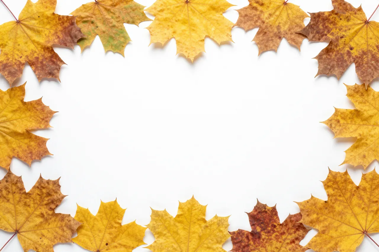 A symmetrical border of golden and brown autumn maple leaves frames empty white copy space.