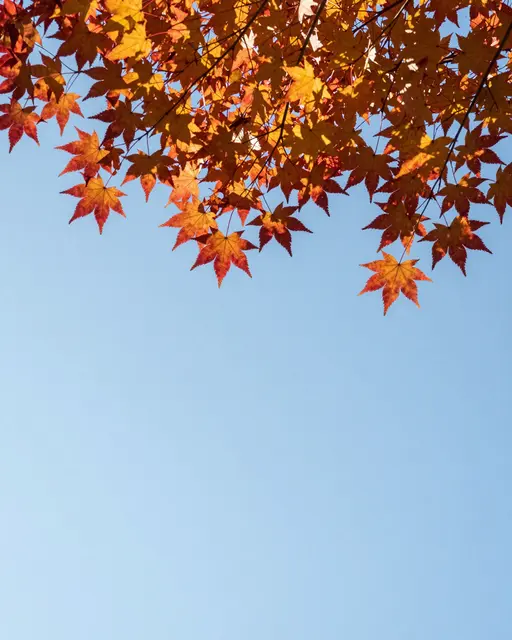 Backlit orange and red autumn maple leaves hang overhead against a clear pale blue sky with empty copy space below.