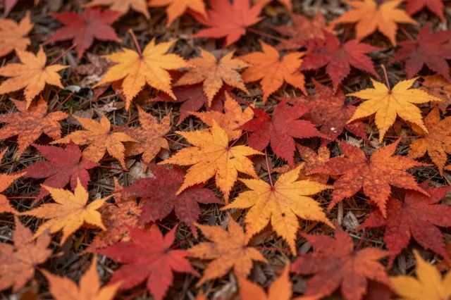 Red, orange and yellow maple leaves scattered across a forest floor in fall.