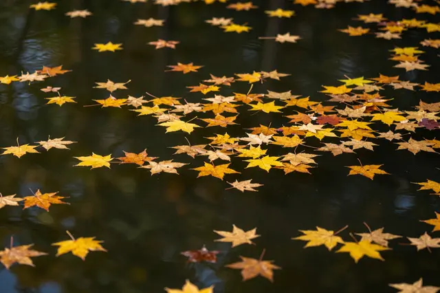 Colorful autumn maple leaves float scattered across the surface of a dark still pond.