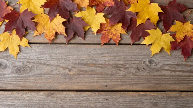 Colorful fall maple leaves arranged along the top edge of weathered wooden planks with empty copy space below.