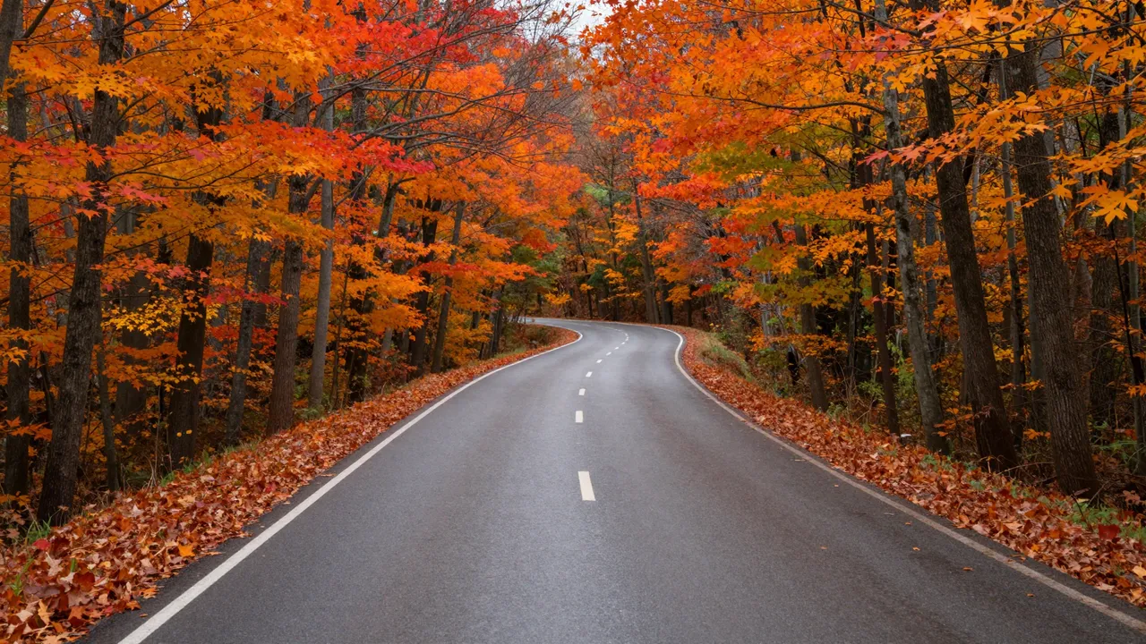A winding wet asphalt road curves through a tunnel of vibrant orange and red autumn maple trees.