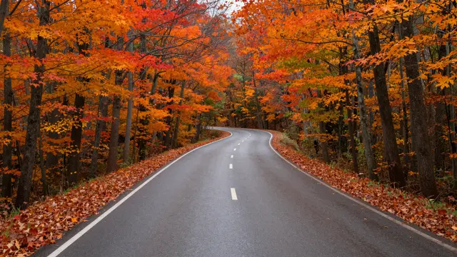 A winding wet asphalt road curves through a tunnel of vibrant orange and red autumn maple trees.