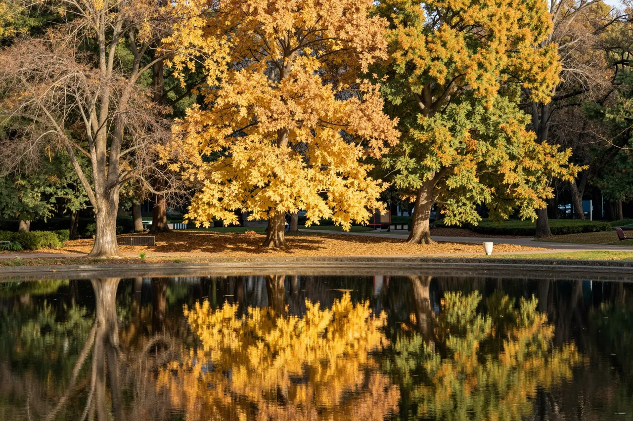 Calm pond reflects golden and green autumn trees in a sunlit park