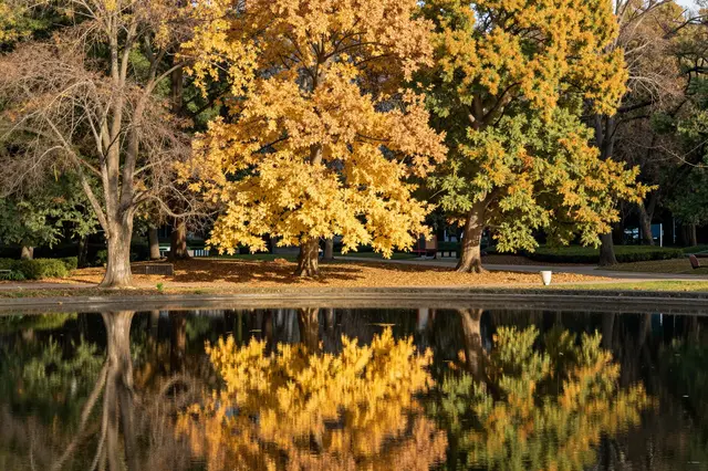 Calm pond reflects golden and green autumn trees in a sunlit park