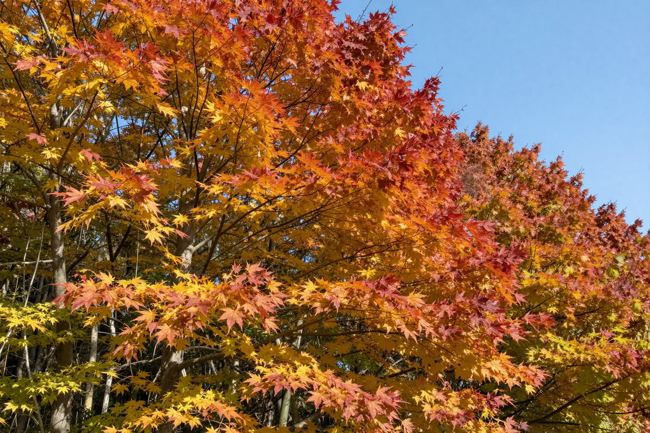 Vibrant peak fall sugar maple foliage spreads beneath a clear bright blue sky