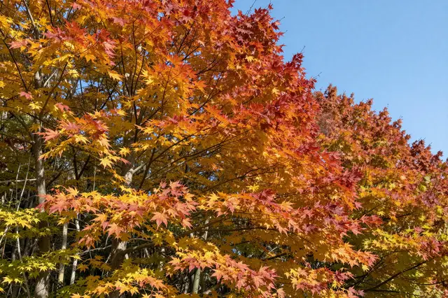 Vibrant peak fall sugar maple foliage spreads beneath a clear bright blue sky