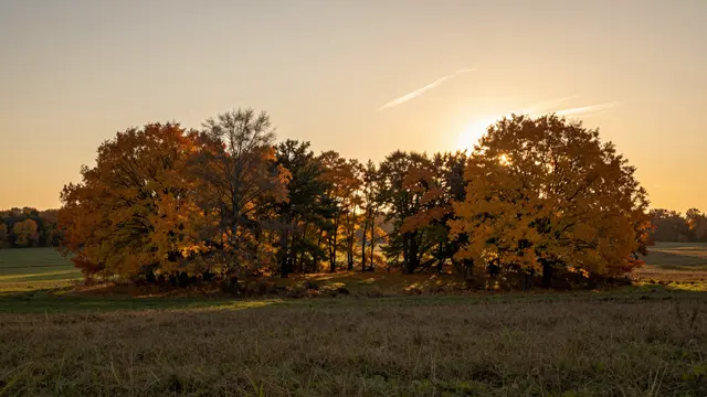 Golden sunset light shines through fall colored trees standing in the middle of an open grassy field