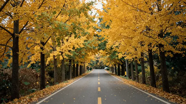 Paved country road stretches straight between rows of golden yellow autumn trees with fallen leaves along the shoulders