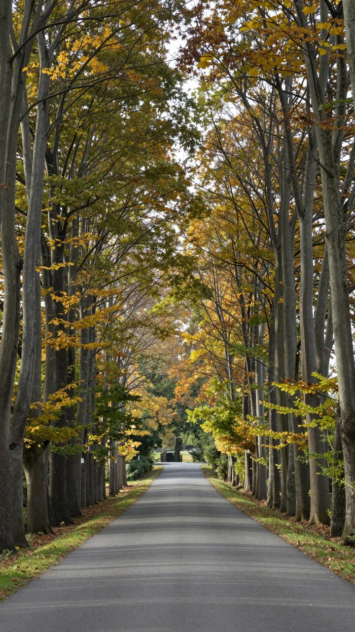 Paved country road stretches between tall trees bearing fall foliage in shades of yellow and green