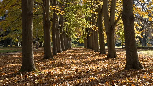Sunlit avenue of tall autumn trees with golden fallen leaves covering the park ground