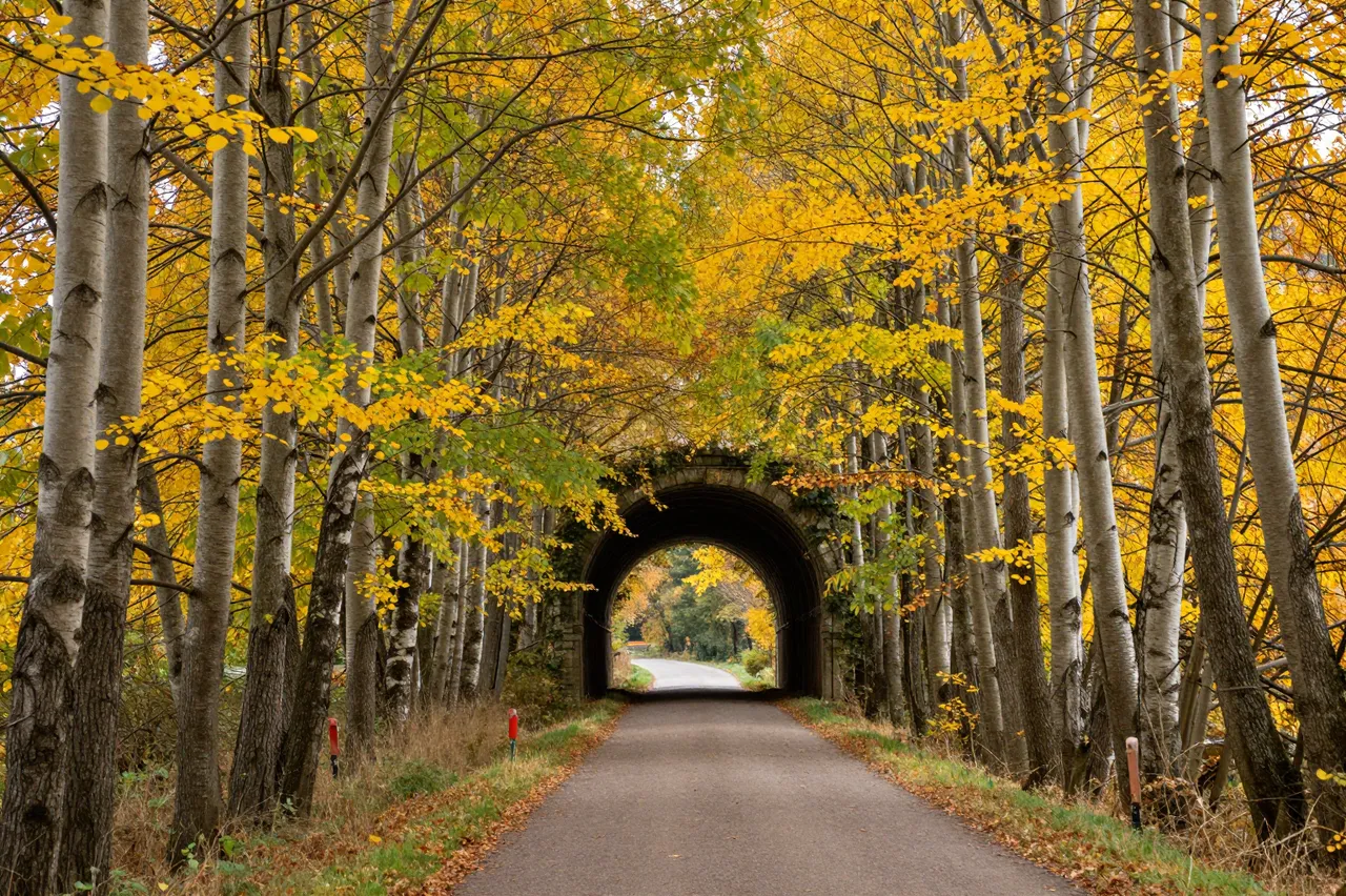 A paved country lane leads through a stone arch tunnel framed by golden autumn trees