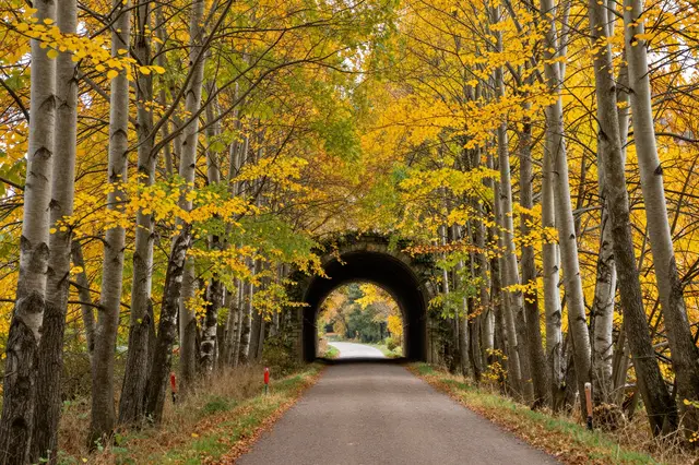 A paved country lane leads through a stone arch tunnel framed by golden autumn trees