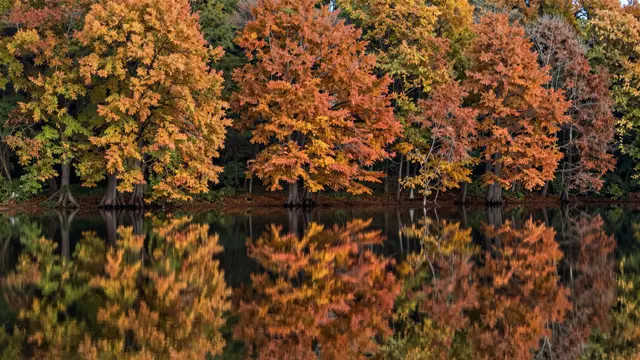 Vibrant orange and gold autumn trees are reflected in the dark still surface of a calm lake
