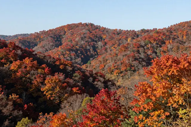 Rolling valley hills covered in bright red and orange autumn trees under a pale clear sky