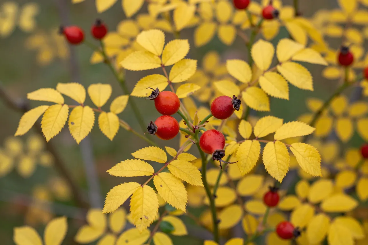 Sharp close-up of bright red rose hips and golden yellow autumn wild rose leaves against soft blurred foliage