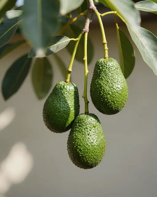 Three unripe green avocados hang from an avocado tree branch in soft dappled light.