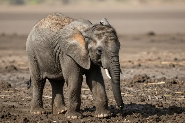 A baby elephant stands on wet muddy ground, lightly coated in dry mud patches.