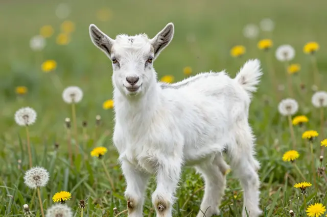 A fluffy white baby goat stands facing the camera in a meadow full of blooming and seed-head dandelions.