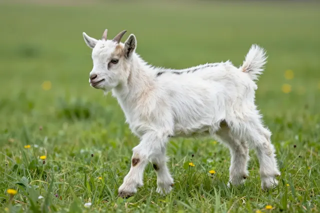 A fluffy young goat kid stands in a sunlit green grassy meadow dotted with small yellow wildflowers.