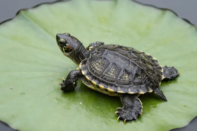 A small patterned baby turtle rests on a large green lily pad with water droplets on its shell.