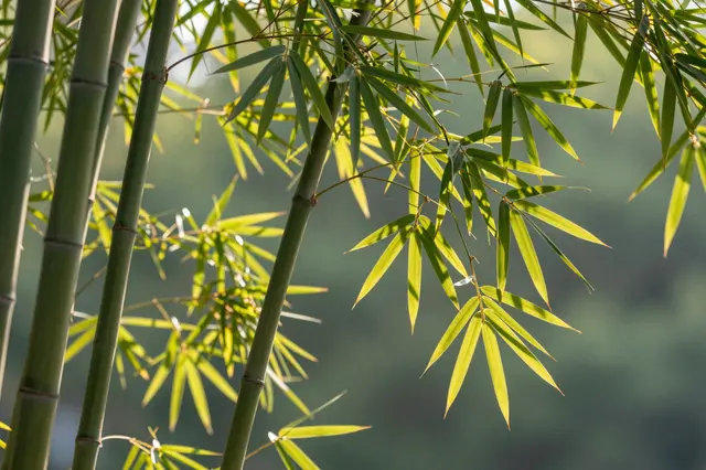 Sunlit bamboo leaves and stalks glow against a soft blurred green background