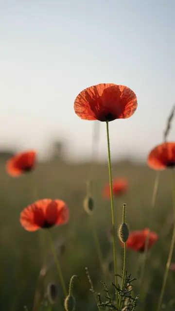 Red poppies and wild grasses stand backlit by soft warm dusk light with shallow depth of field