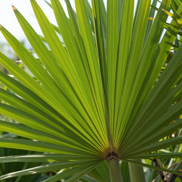 Close-up of a fan-shaped palm leaf backlit by bright sunlight against a soft blurred background