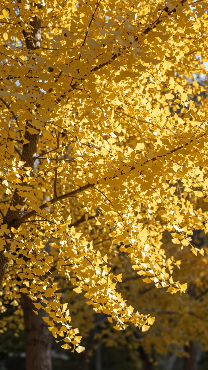 Vertical frame of sunlit golden ginkgo leaves glowing against soft blurred background during autumn