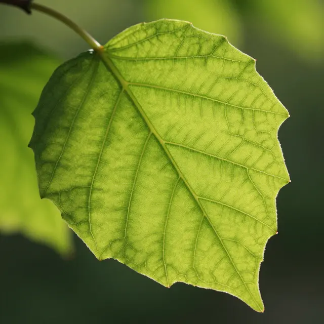 A close-up macro view of a green leaf with detailed veins backlit by sunlight