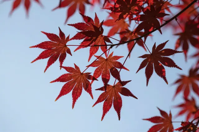 Vibrant red Japanese maple leaves are backlit against a clear pale blue sky
