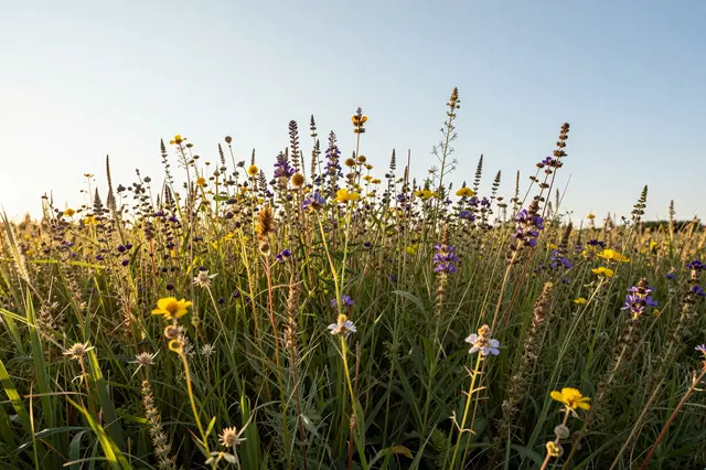 Tall summer wildflowers glow in warm evening backlight beneath a pale clear sky