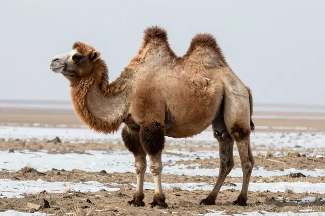 A shaggy two-humped Bactrian camel stands on a snow-dusted cold steppe under an overcast sky
