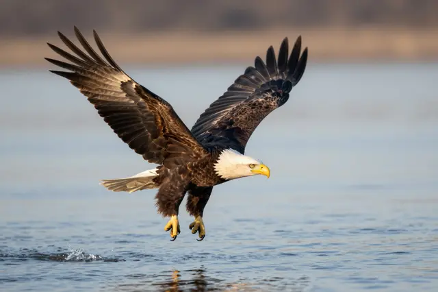 A bald eagle with spread wings flies low over calm river water at sunrise