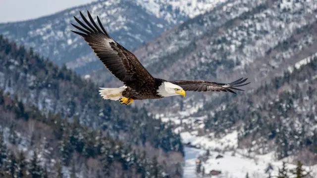 A bald eagle glides with spread wings above a snow-covered mountain forest valley