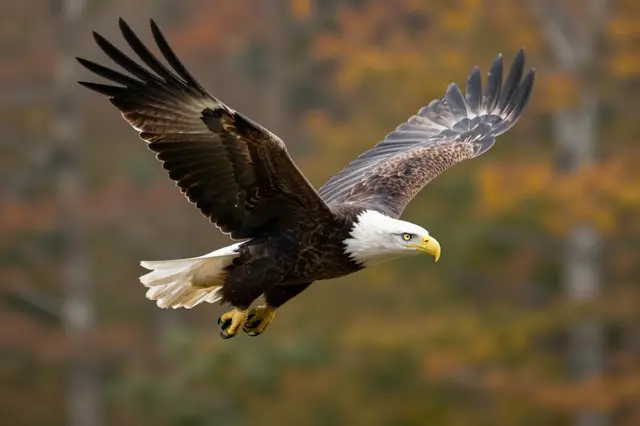 A bald eagle banks mid-flight with fanned white tail above a blurred autumn forest backdrop