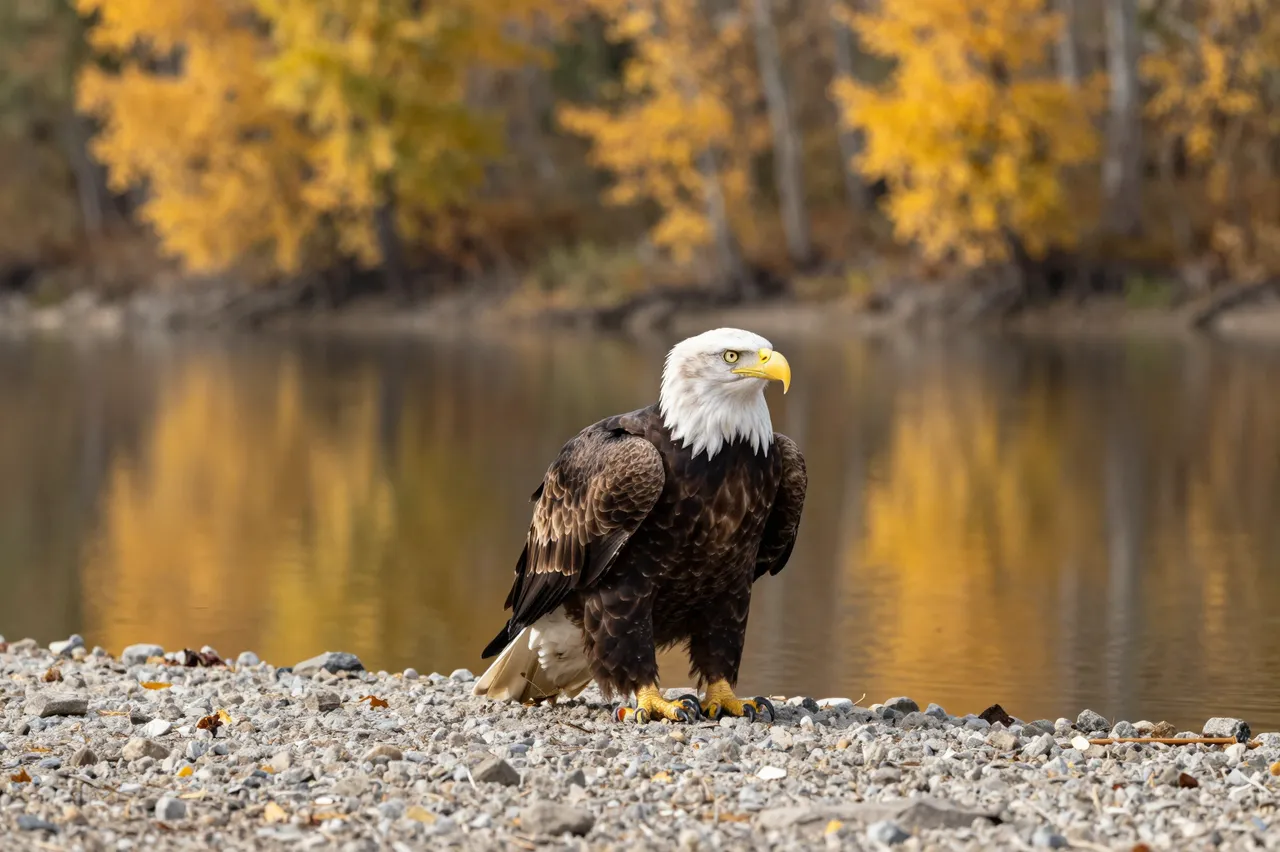 A bald eagle stands on a gravel river shore with golden fall trees reflected in calm water behind it