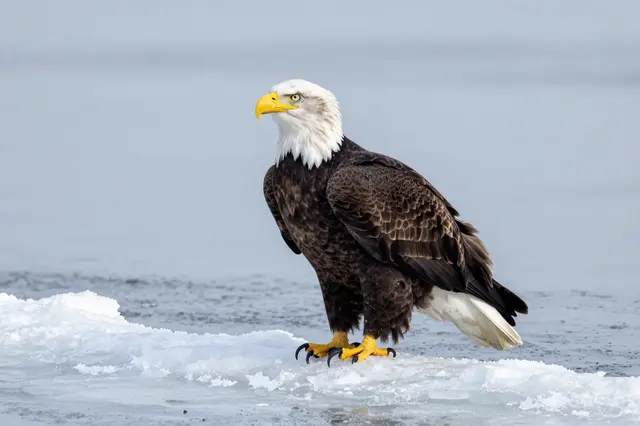 A bald eagle stands alert perched on a chunk of icy river floe next to open gray water.