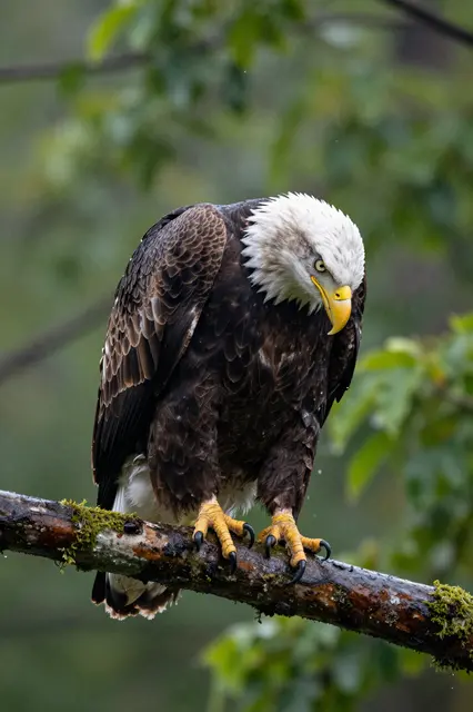 A bald eagle perches on a wet mossy branch in a rainy green forest