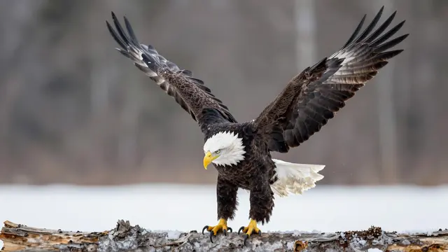 A bald eagle with spread wings perched on a snow-dusted log in a winter landscape