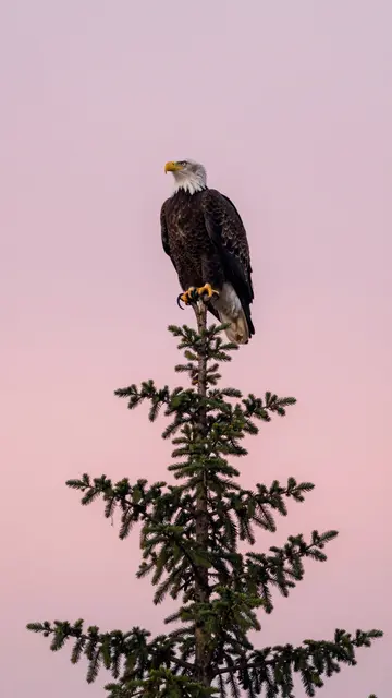 A bald eagle perches on the top of a tall spruce tree against a soft pink sunrise sky.
