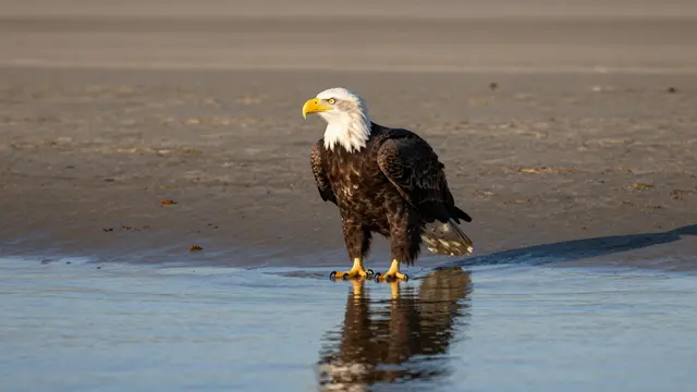 A bald eagle stands at the edge of shallow water on a low-tide sandbar, its reflection visible below it in warm evening