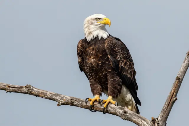 A bald eagle with white head and dark plumage perches alert on a weathered dead tree branch against a pale clear sky.