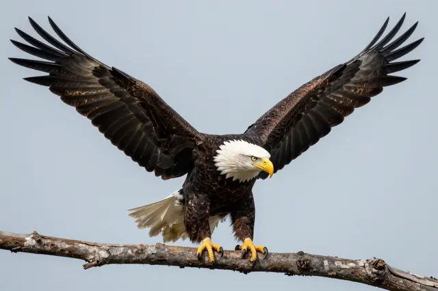 A bald eagle with fully outstretched wings grips a tree branch against a pale overcast sky.