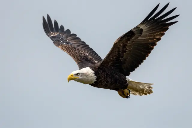 A bald eagle with fully spread wide wings soars against a pale overcast sky