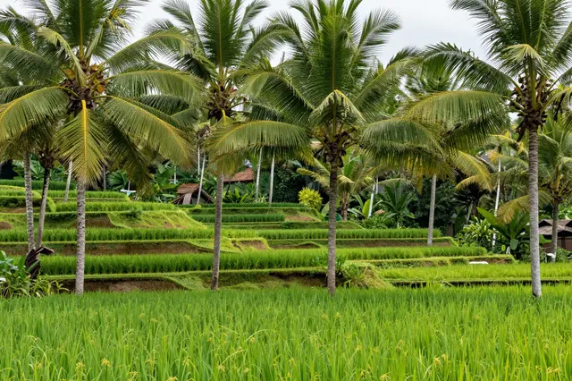Lush tiered bright green Bali rice terraces dotted with tall coconut palm trees under an overcast sky