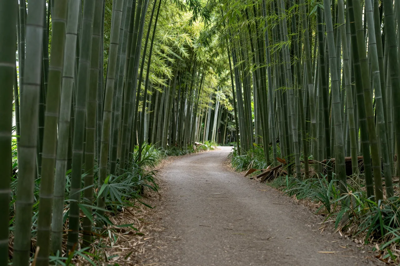 A winding dirt path curves through a dense, sun-dappled bamboo grove
