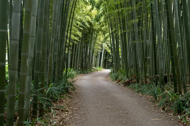 A winding dirt path curves through a dense, sun-dappled bamboo grove